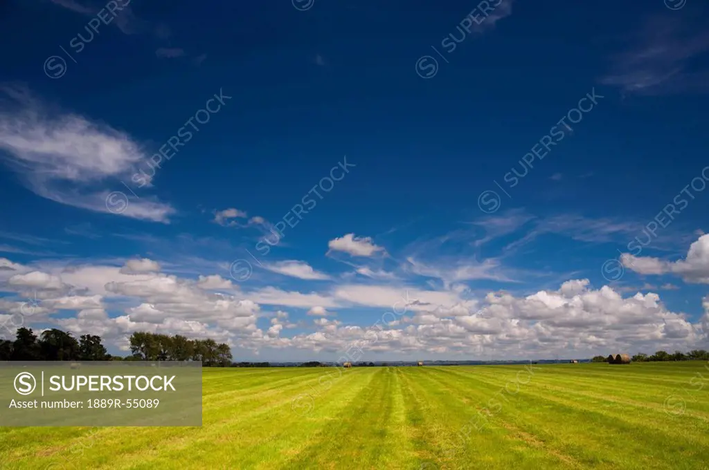 new zealand, a farm field