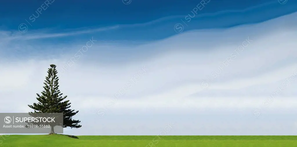 a coniferous tree standing alone in a field