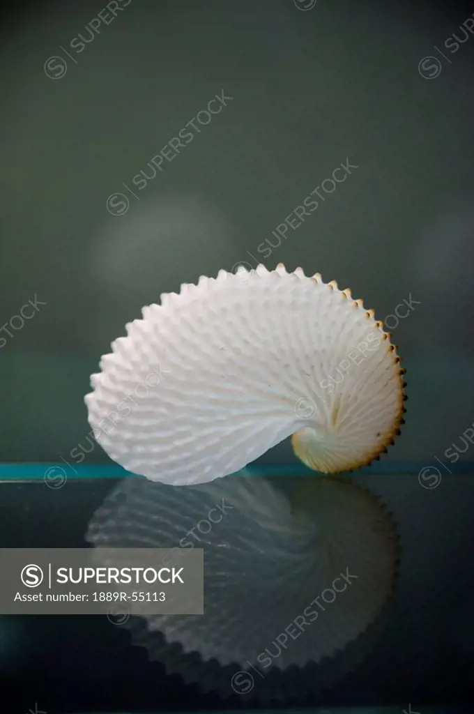 a seashell reflected in a shiny table top