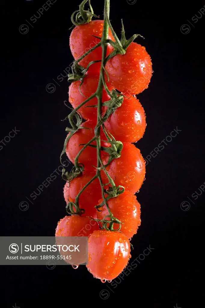 grape tomatoes on the vine suspended and covered with water droplets