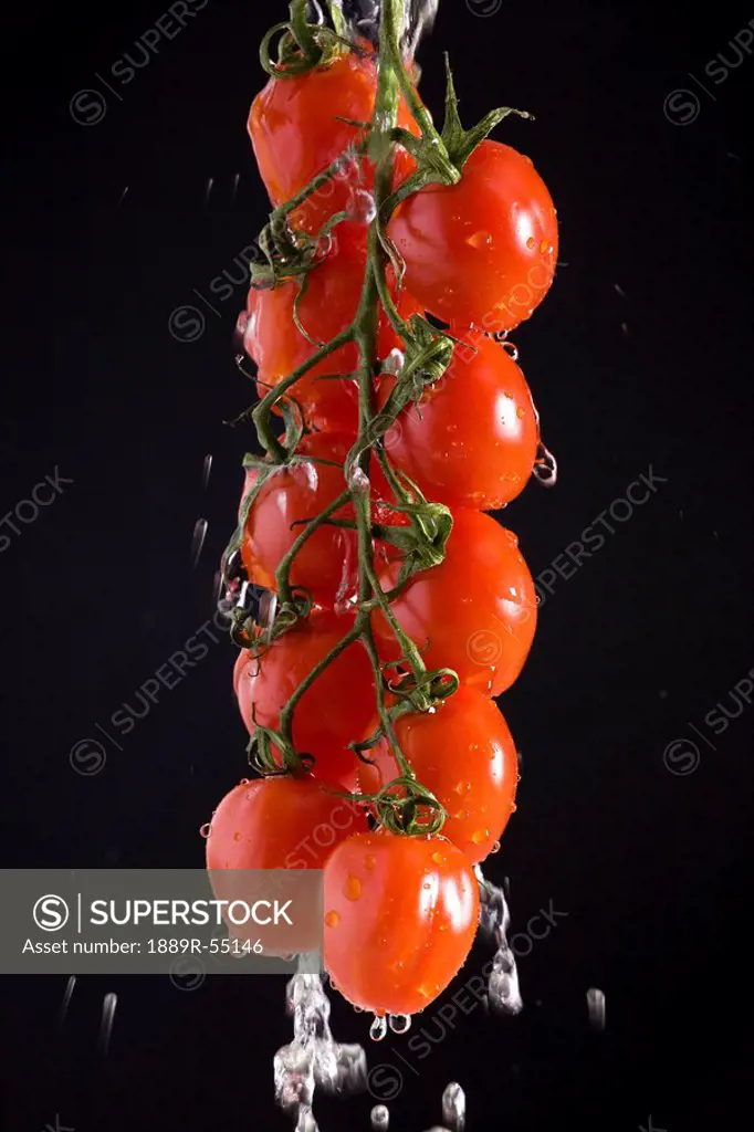 grape tomatoes on the vine suspended with water pouring off them