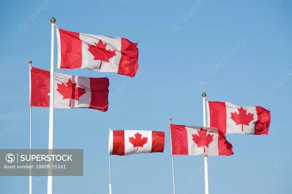 edmonton, alberta, canada, five canadian flags on flag poles