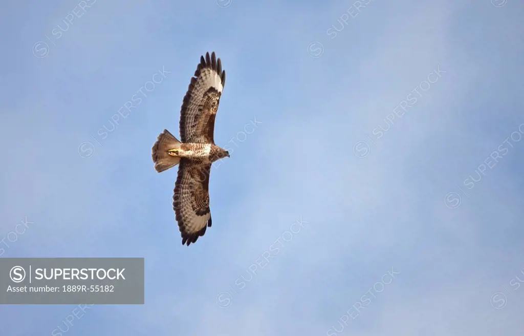 northumberland, england, an eagle in flight