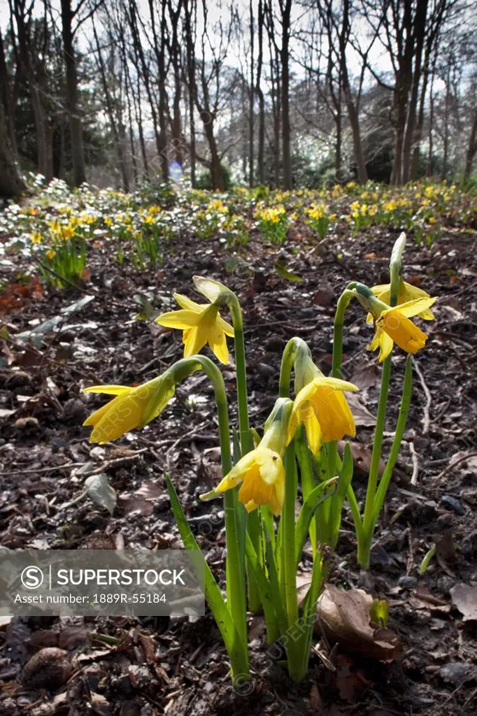 northumberland, england, yellow daffodils narcissus