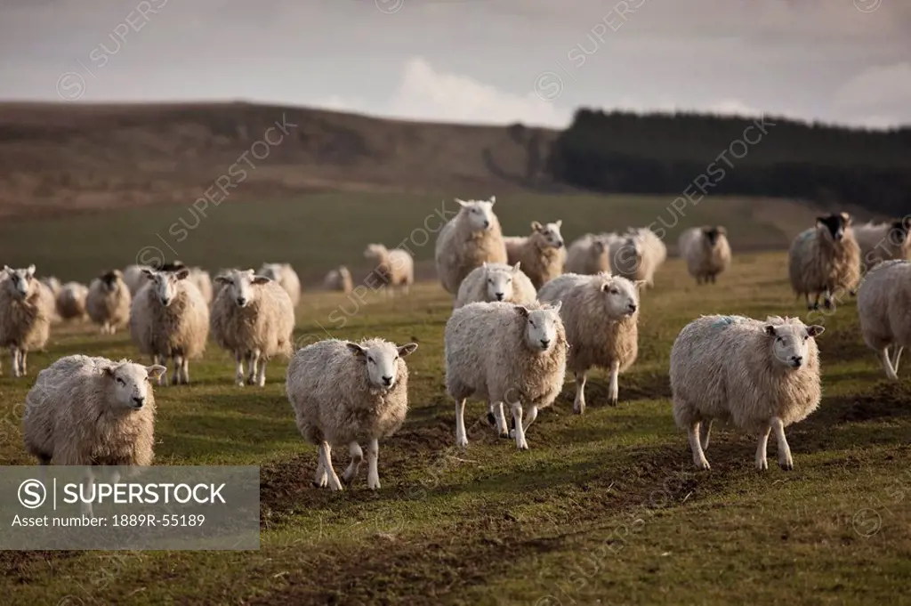 northumberland, england, a flock of sheep in a field