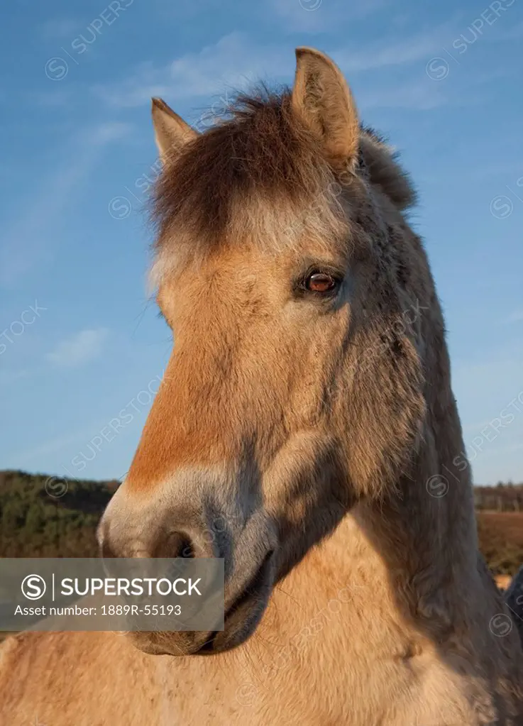 northumberland, england, a norwegian fjord horse