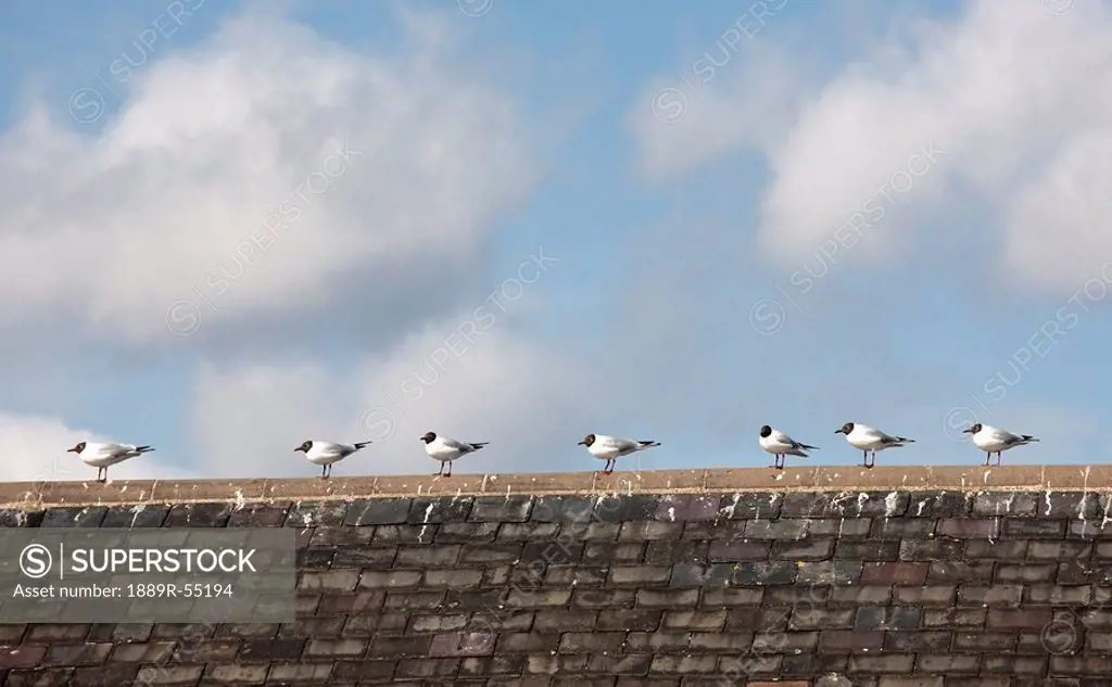 amble, northumberland, england, birds lined up in a row along the peak of a roof