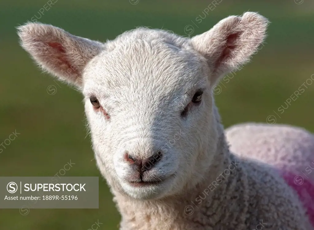 northumberland, england, a sheep with a marking on it´s wool