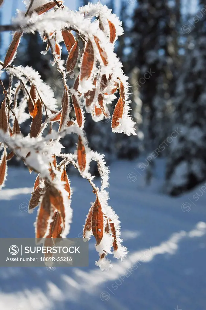 lake louise, alberta, canada, ice crystals on small leaves on a tree