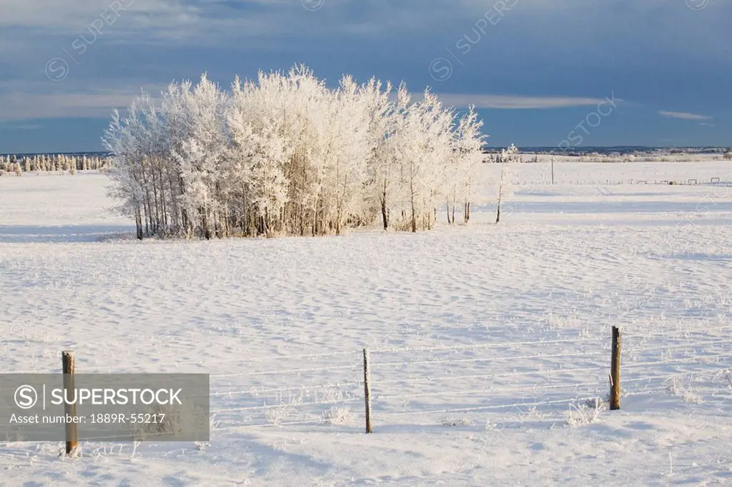 calgary, alberta, canada, frost covered trees in a field with a wire fence