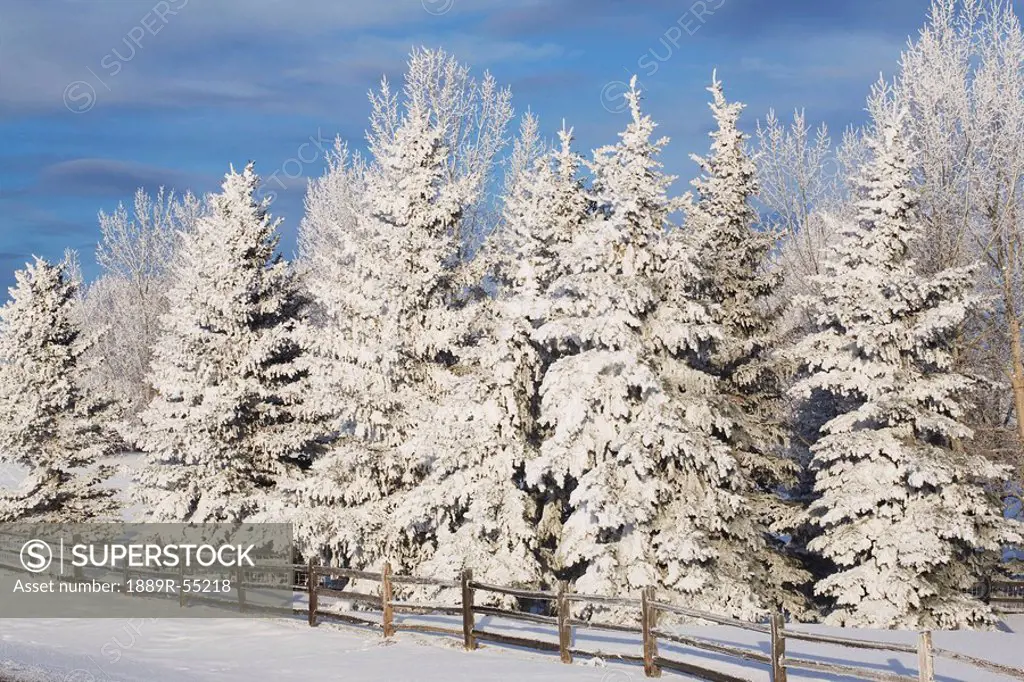 calgary, alberta, canada, snow covered evergreen trees and a wooden fence