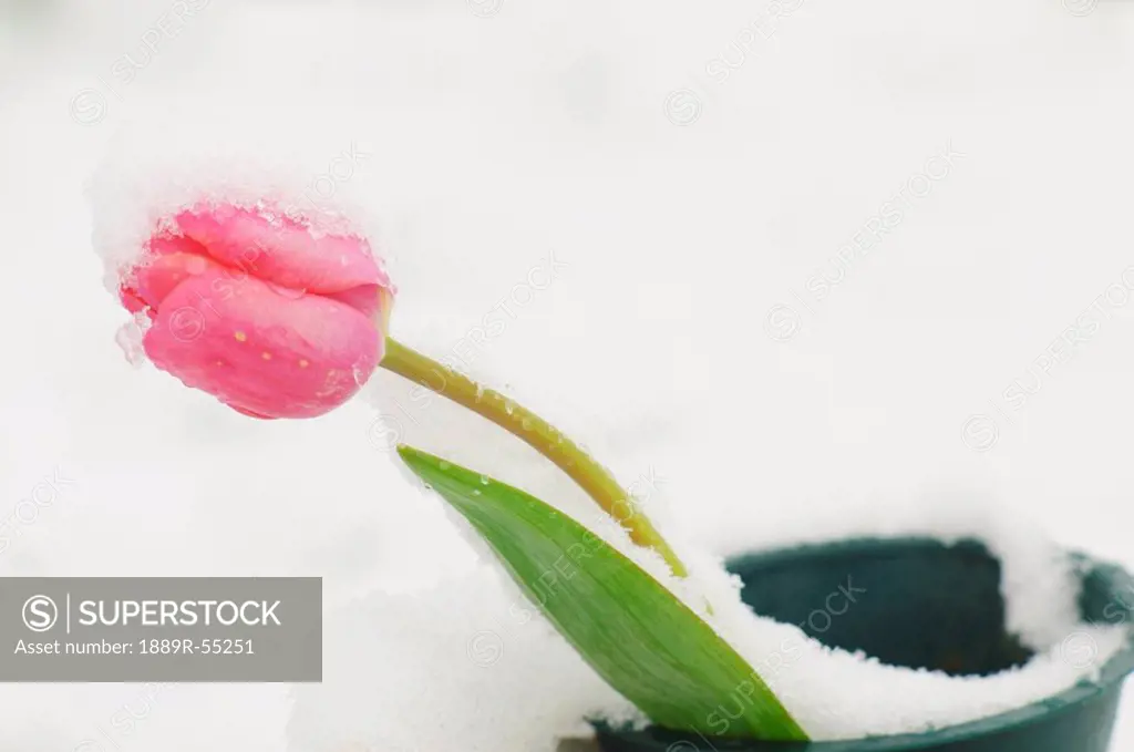 portland, oregon, united states of america, snow on a tulip in spring