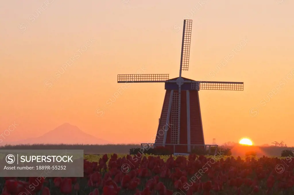 woodburn, oregon, united states of america, wooden shoe tulip farm at sunrise with mount hood in the background