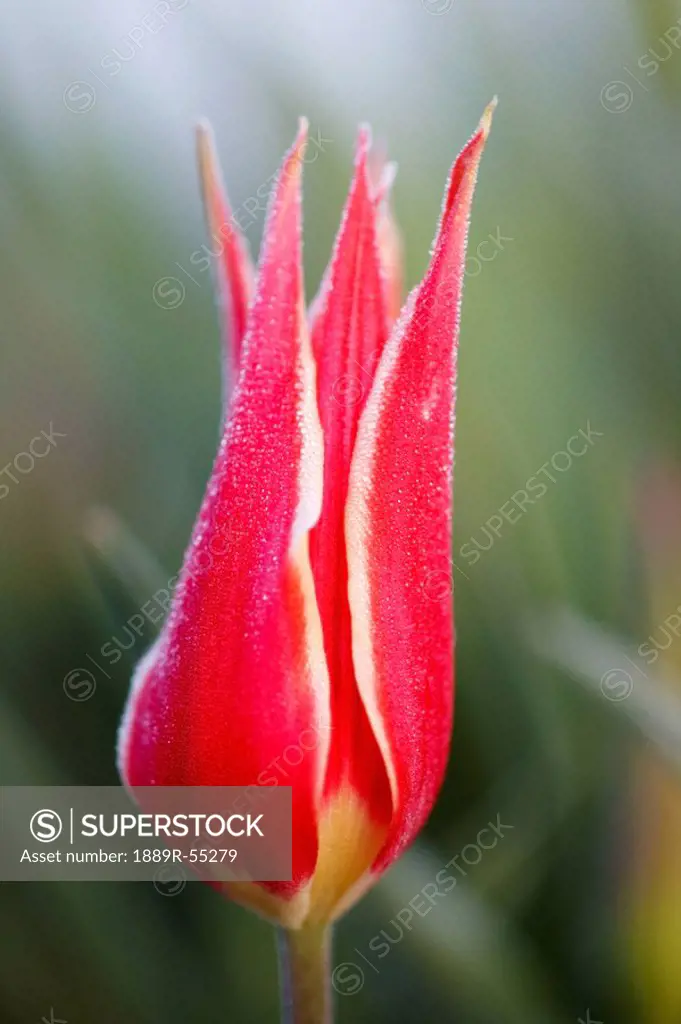 woodburn, oregon, united states of america, close up of a red tulip