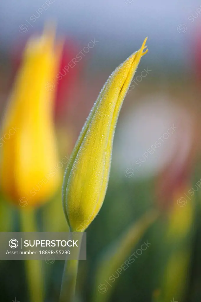 woodburn, oregon, united states of america, close up of a closed yellow tulip