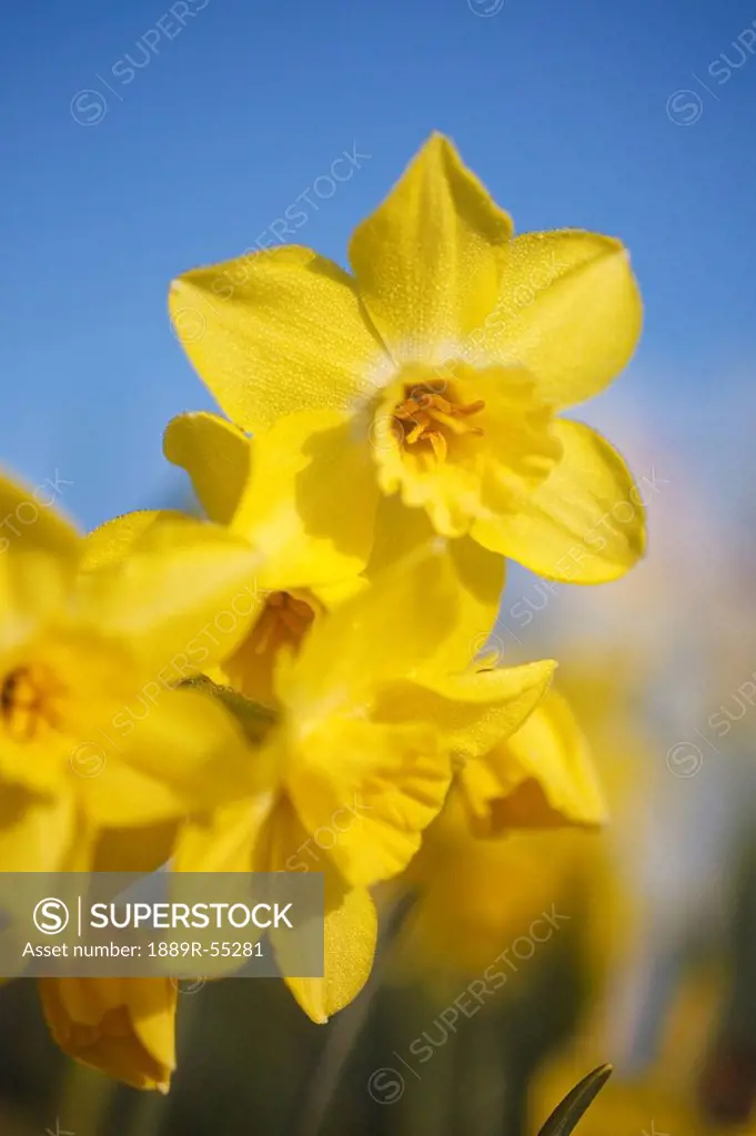 woodburn, oregon, united states of america, yellow tulips