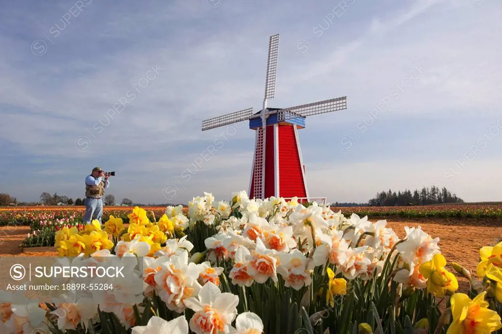 woodburn, oregon, united states of america, a photographer taking a picture of the windmill in the tulip fields