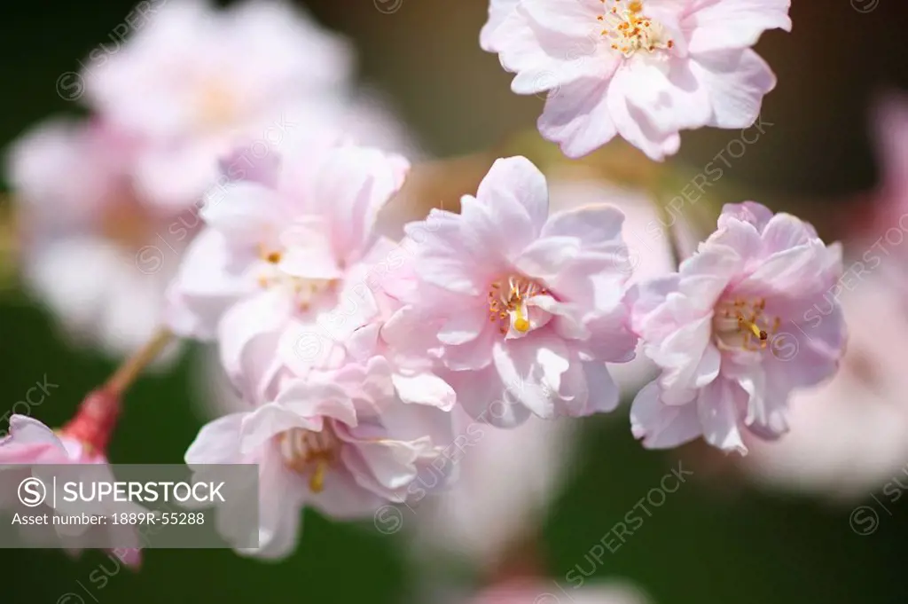 Portland, oregon, united states of america, cherry blossoms on a tree in portland park
