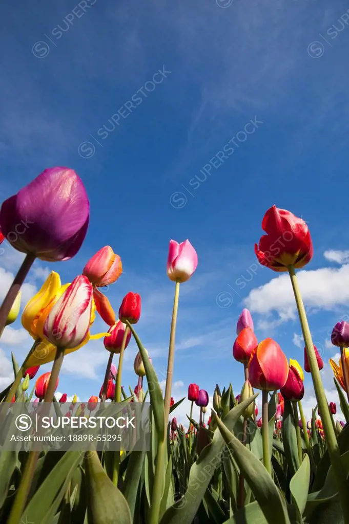 woodburn, oregon, united states of america, a variety of tulips in a field