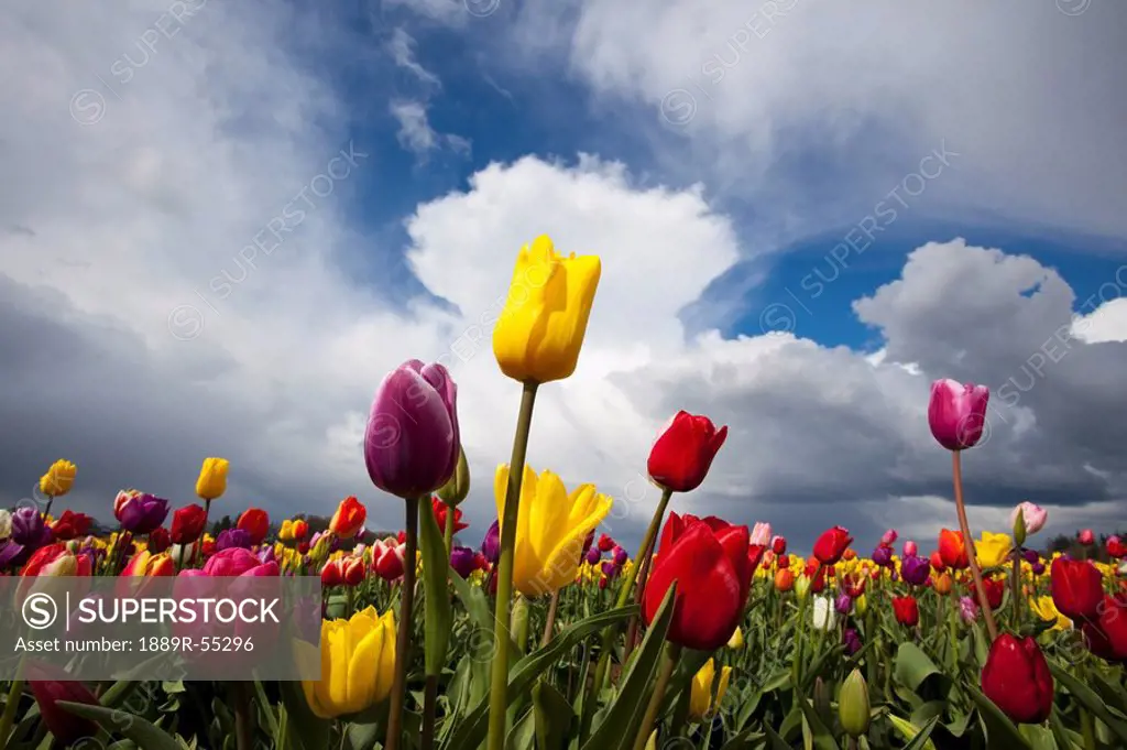 woodburn, oregon, united states of america, a variety of tulips in a field