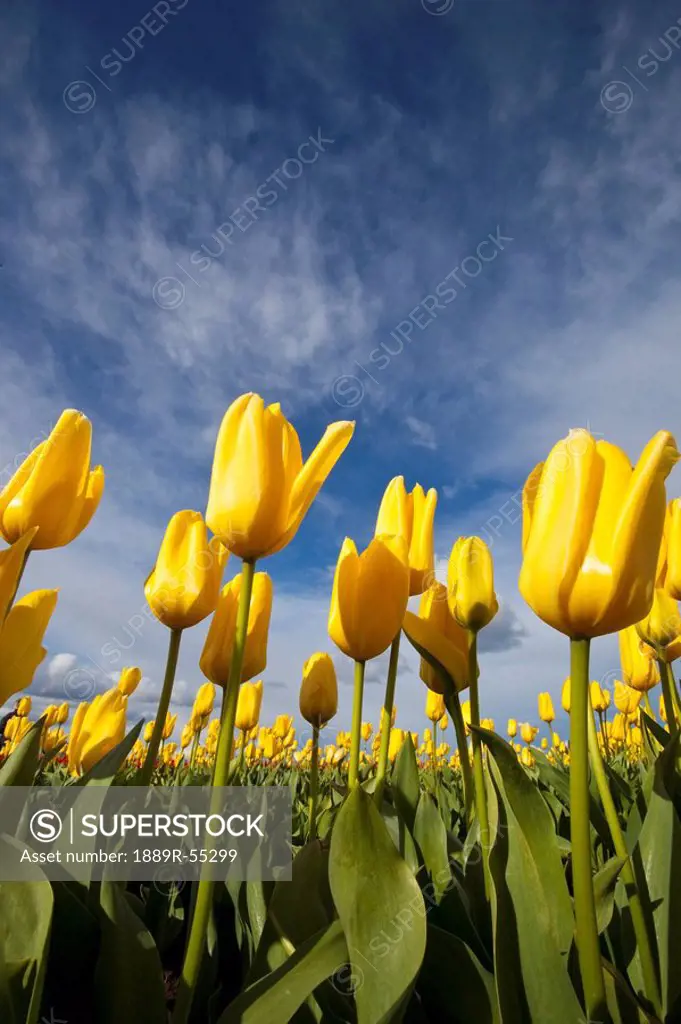 woodburn, oregon, united states of america, yellow tulips in a field