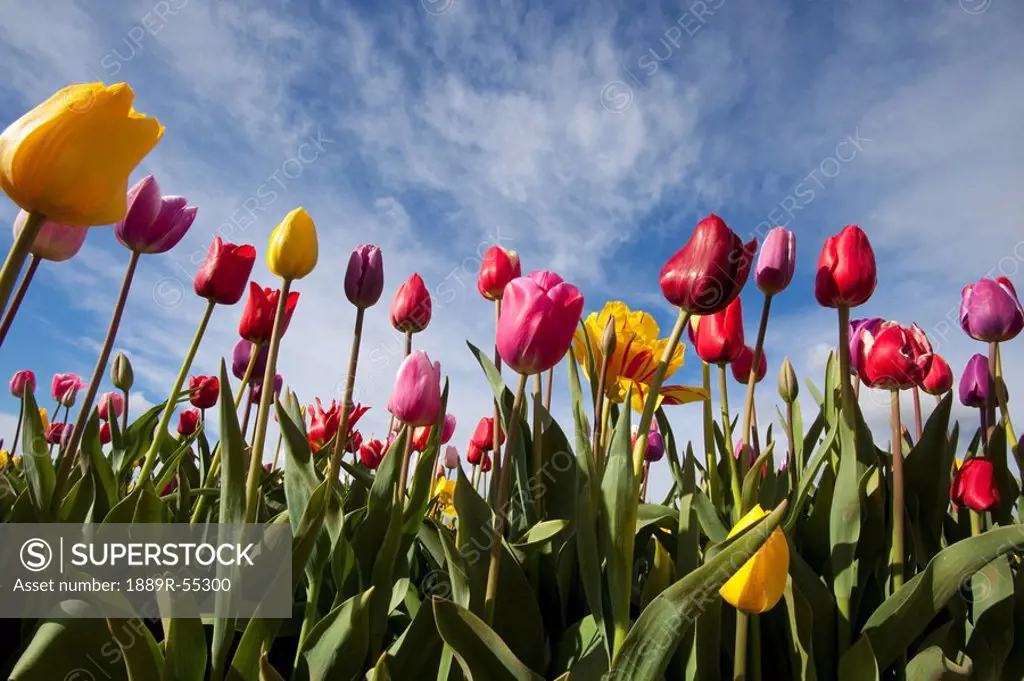 woodburn, oregon, united states of america, a variety of tulips in a field