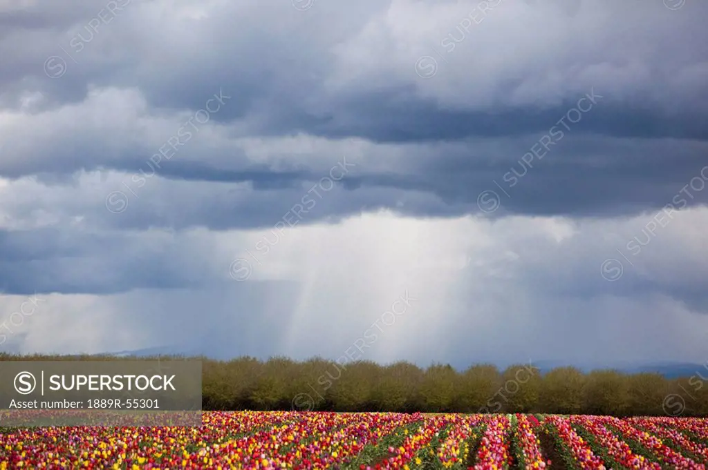 woodburn, oregon, united states of america, tulip field under storm clouds