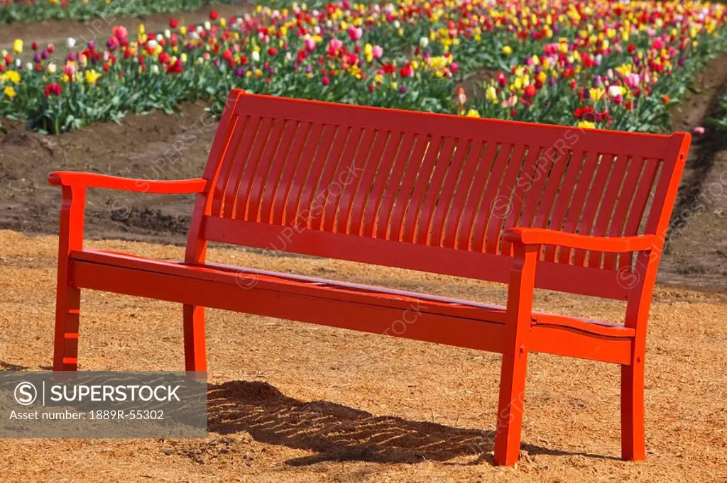 woodburn, oregon, united states of america, a red bench beside the tulip field