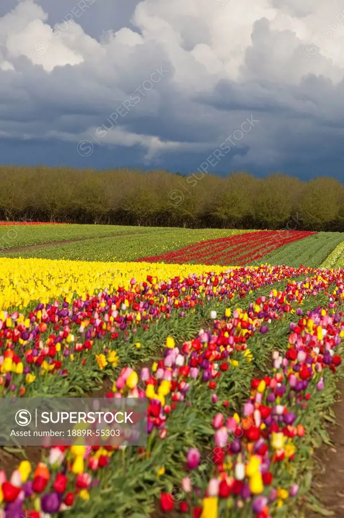 woodburn, oregon, united states of america, tulip fields under storm clouds