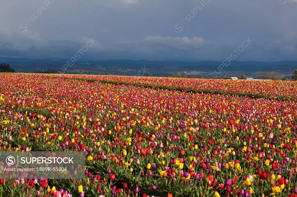 woodburn, oregon, united states of america, tulip fields