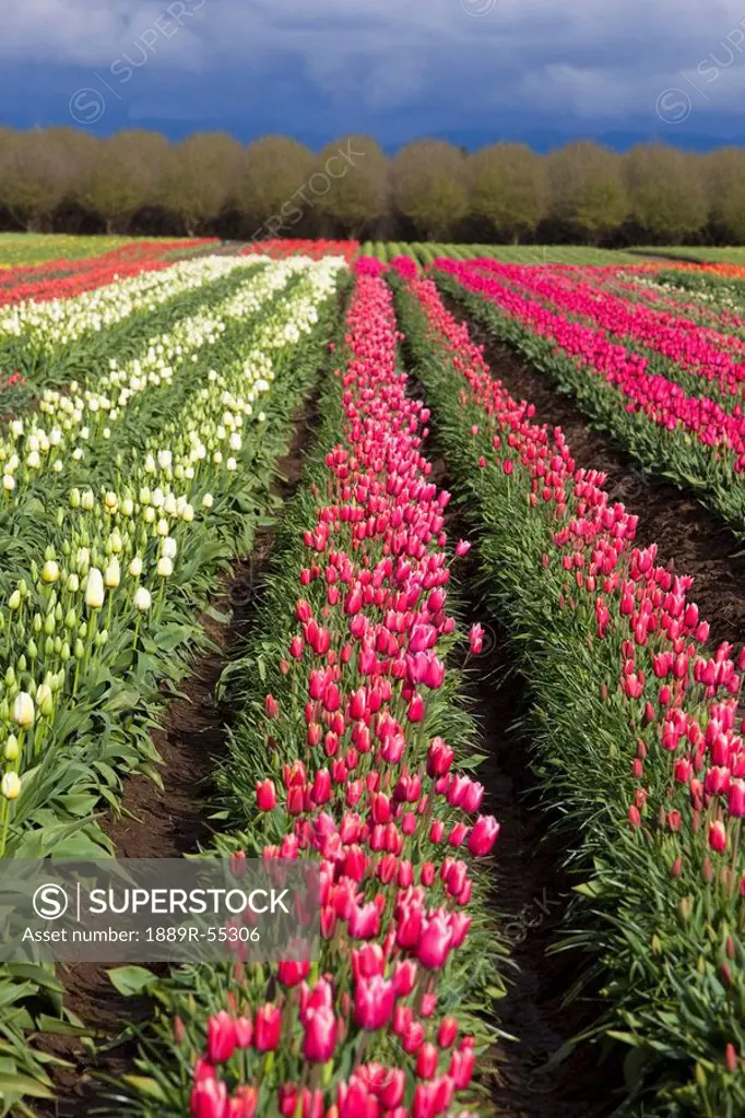 woodburn, oregon, united states of america, tulip fields