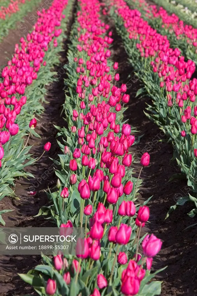 woodburn, oregon, united states of america, rows of tulips in a field