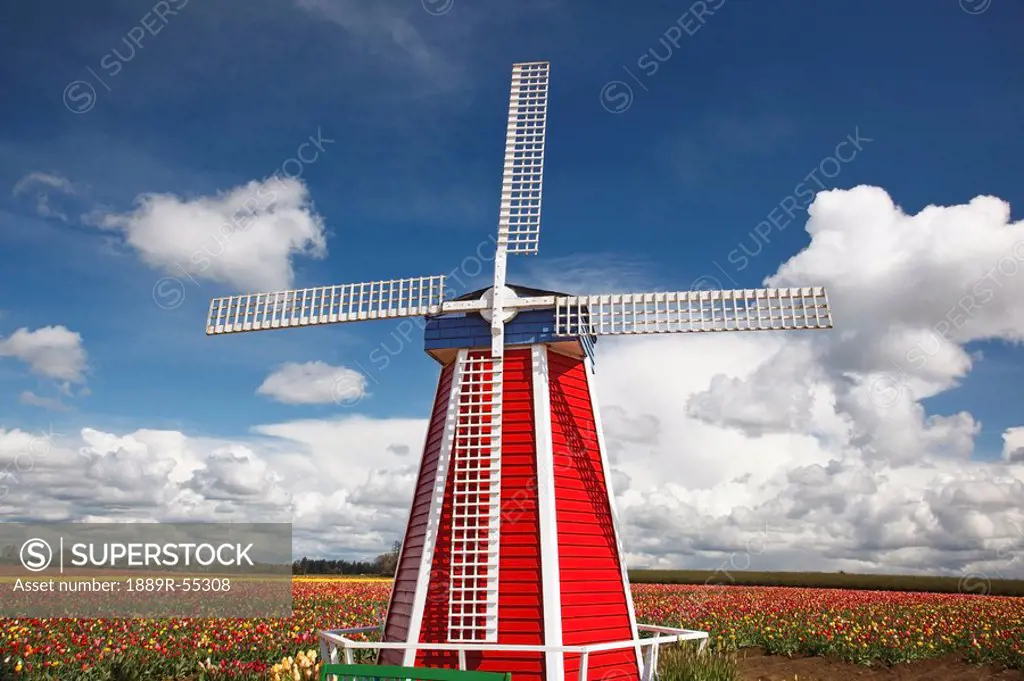 woodburn, oregon, united states of america, tulip fields and a windmill at wooden shoe tulip farm