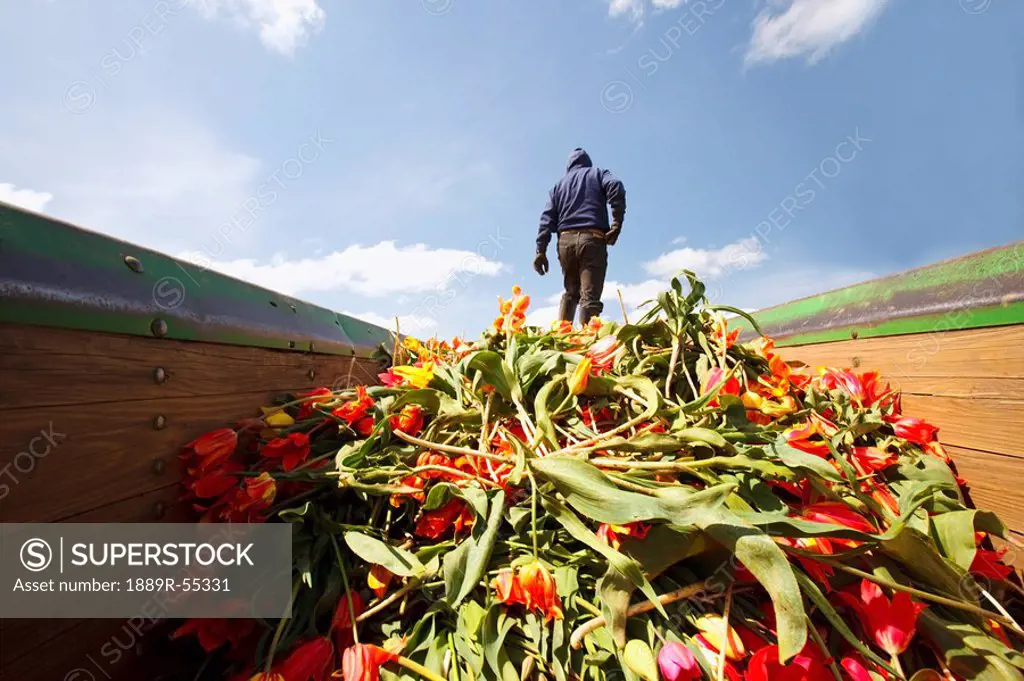 woodburn, oregon, united states of america, a tulip farm worker walking away from a pile of tulips cut and in a pile