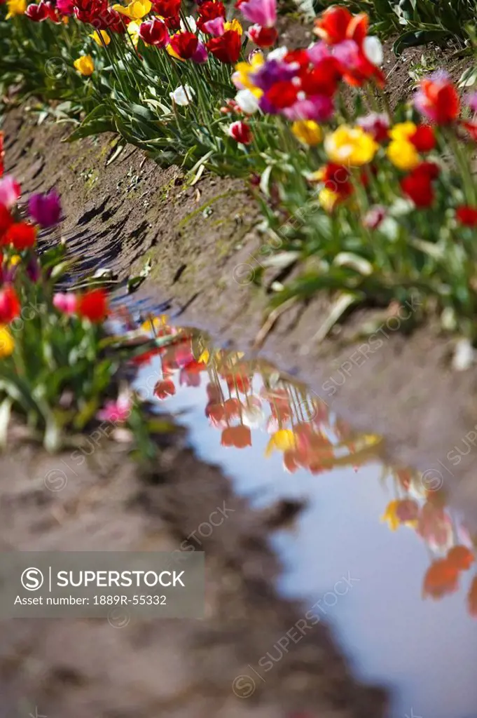 woodburn, oregon, united states of america, tulips reflected in a mud puddle
