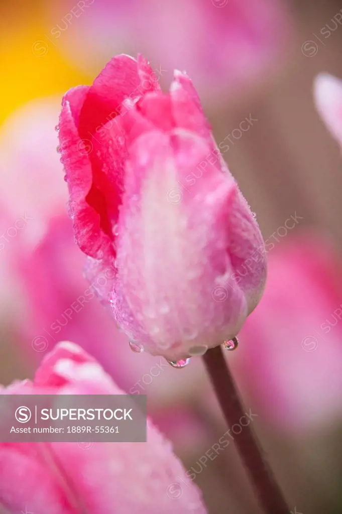 woodburn, oregon, united states of america, pink tulips