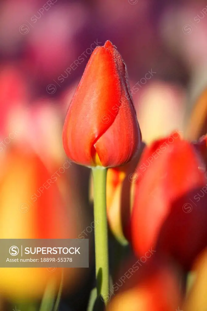 woodburn, oregon, united states of america, close up of a closed tulip