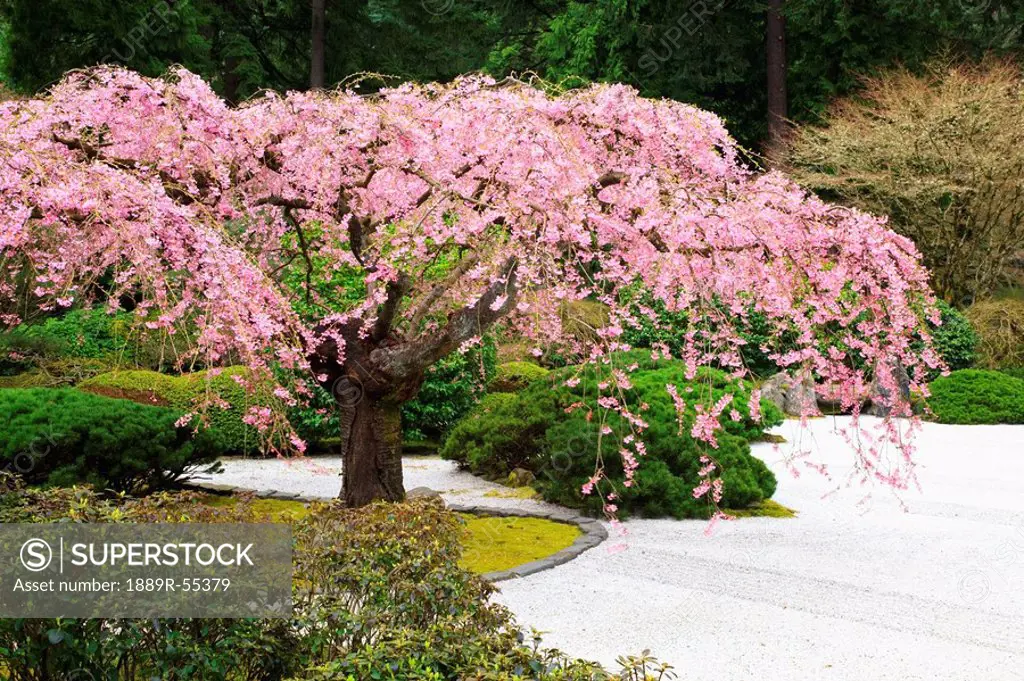 portland, oregon, united states of america, spring blossoms at portland japanese garden