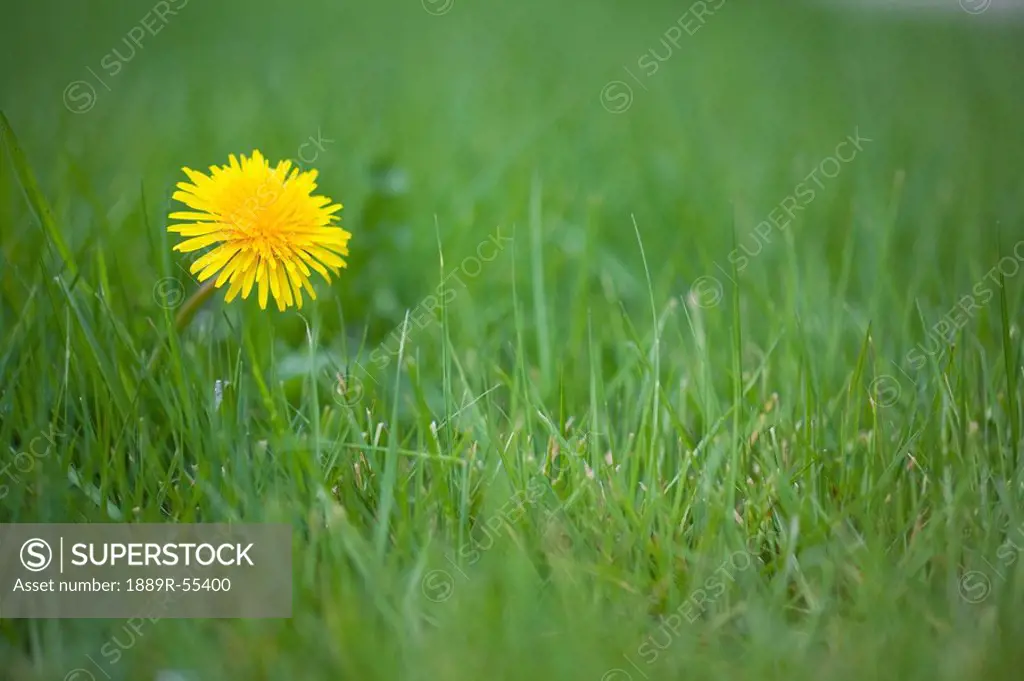 portland, oregon, united states of america, a dandelion on the grass