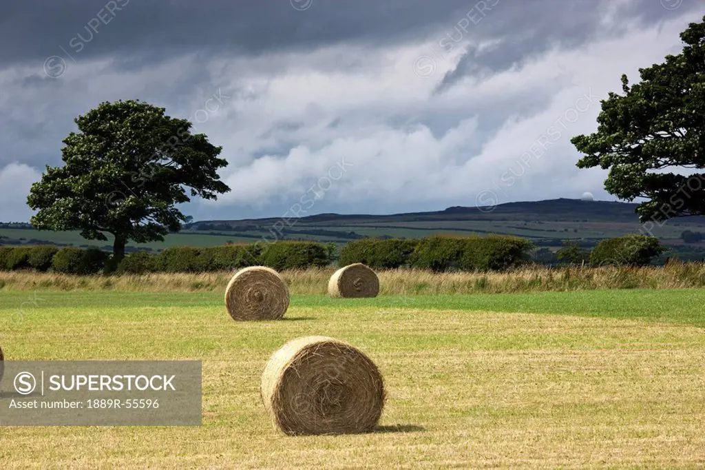 hay bales in a field, northumberland, england