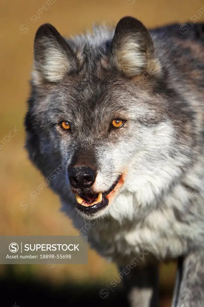 wolf canis lupus, golden, british columbia, canada