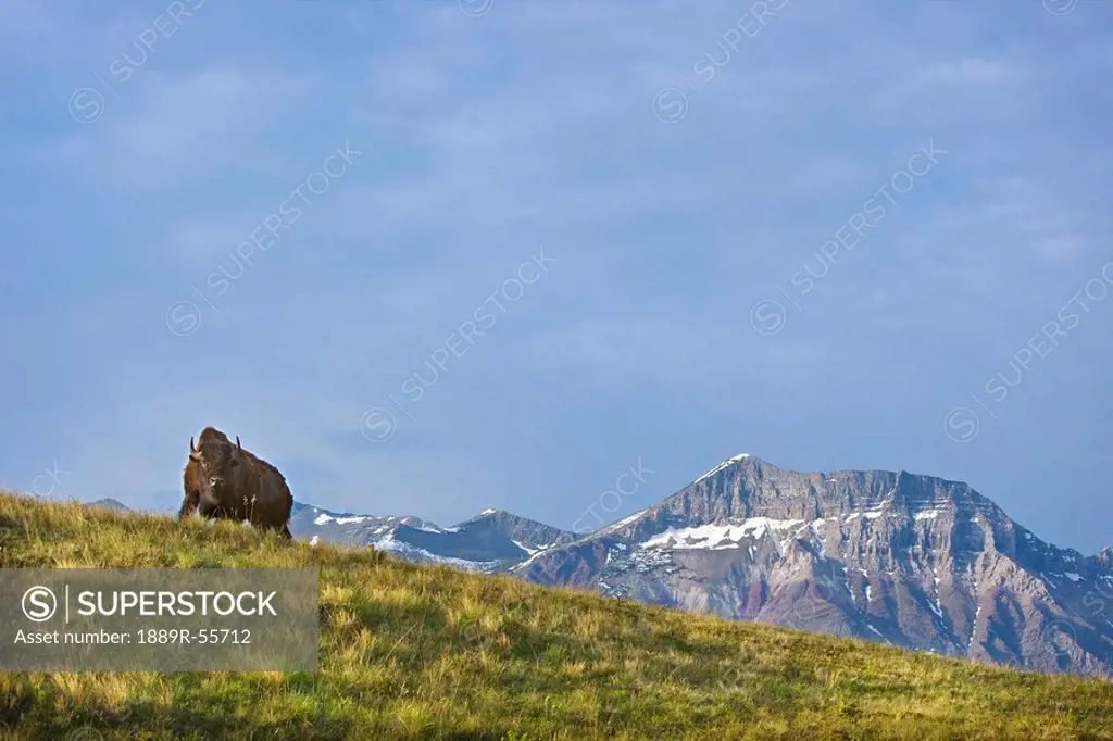 bison at waterton national park with mountains in the background, alberta, canada