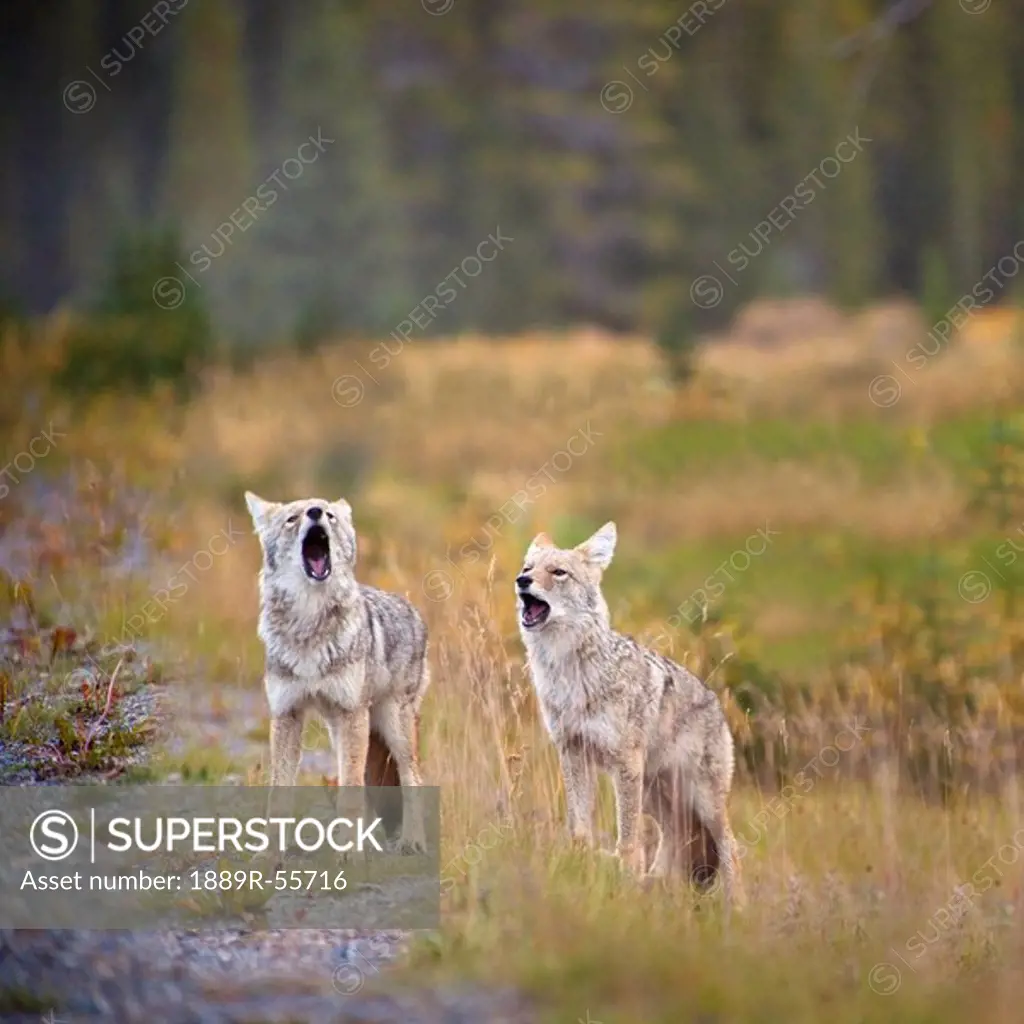 howling coyotes canis latrans, canmore, alberta, canada