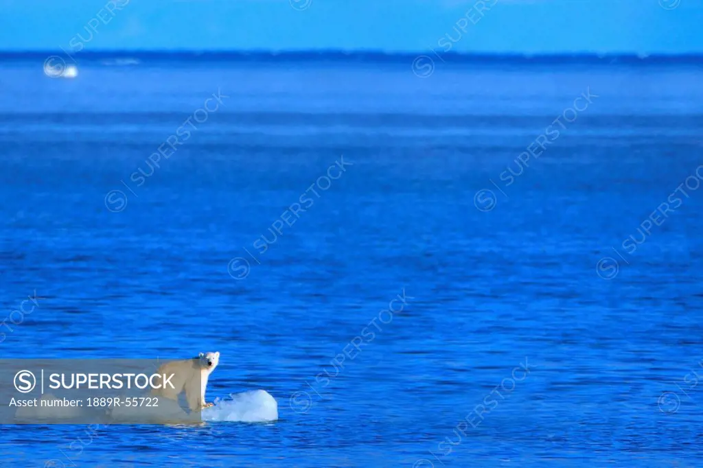 polar bear ursus maritimus standing on a piece of floating ice, coburg island, nunavut, canada