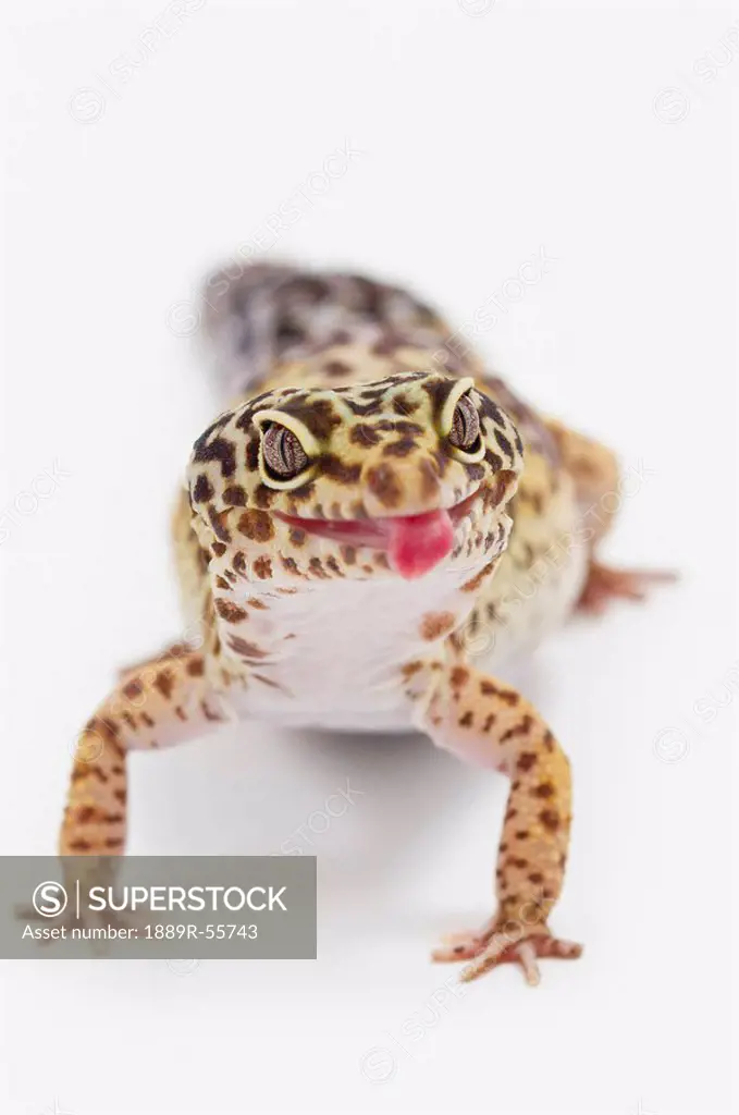 leopard gecko eublepharis macularius sticking out it´s tongue