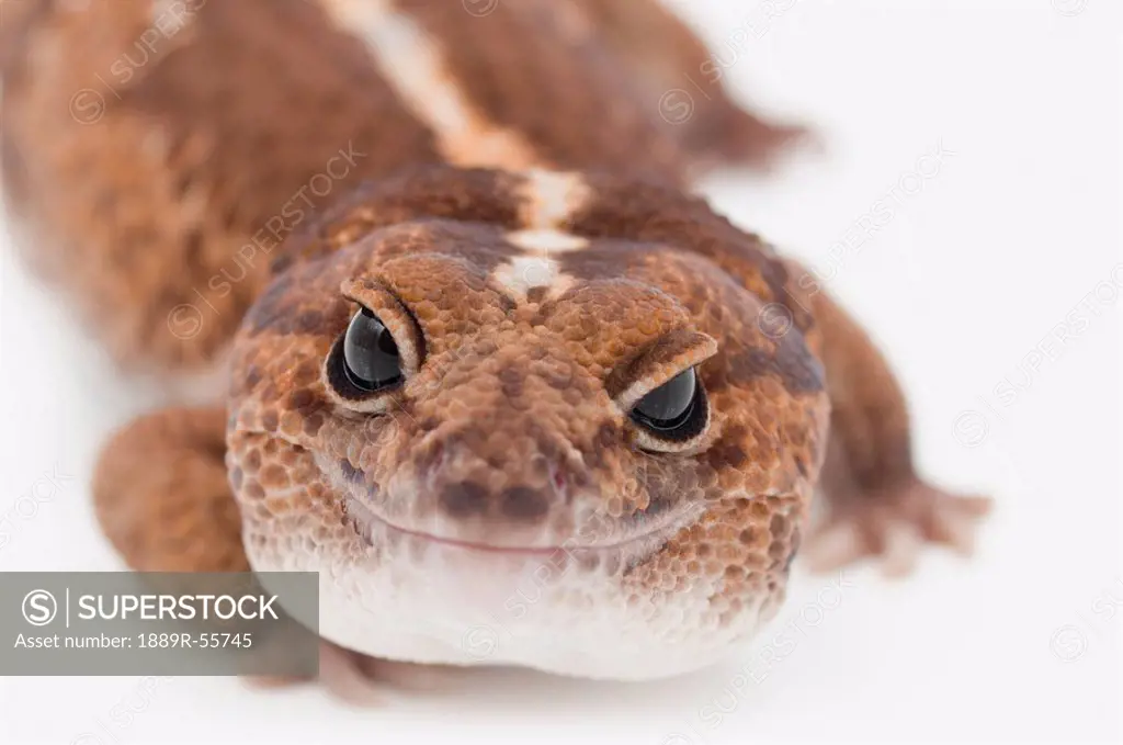 african fat_tailed gecko hemitheconyx caudicinctus