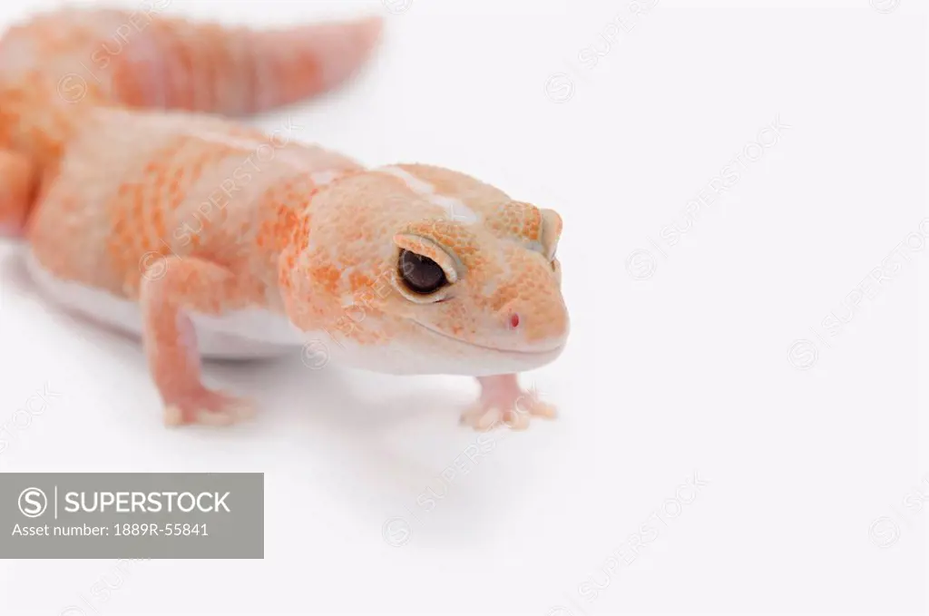 amelanistic albino african fat_tailed gecko