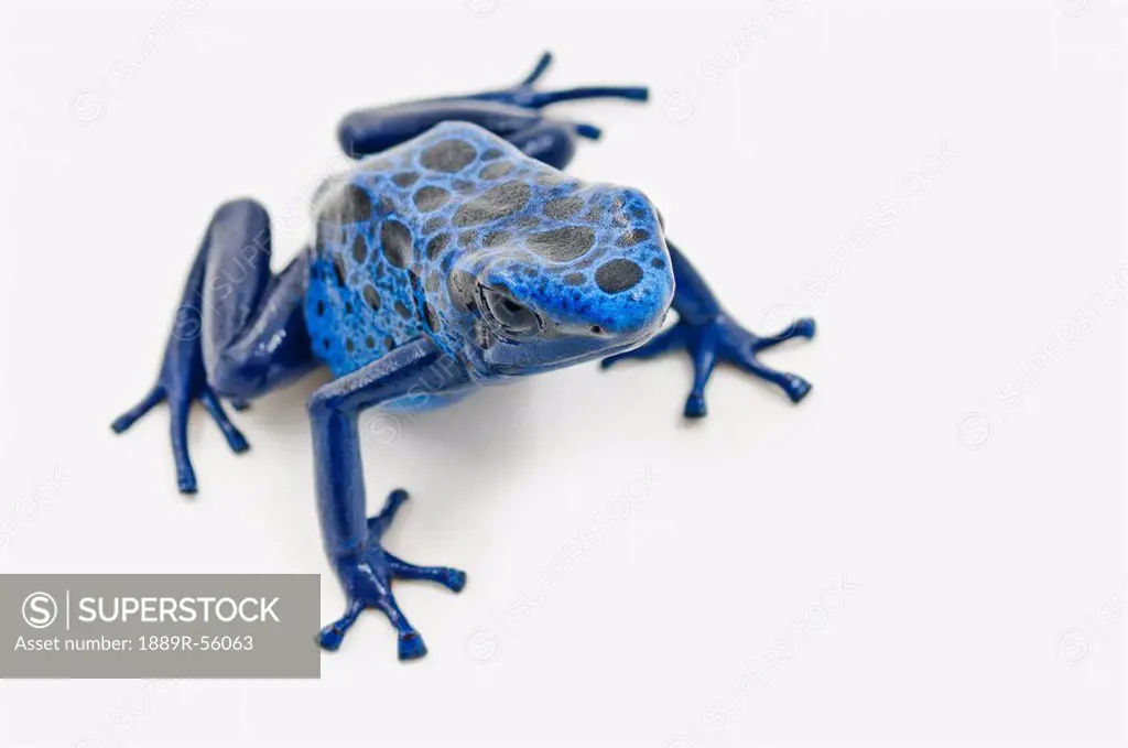 blue poison dart frog dendrobates tinctorius