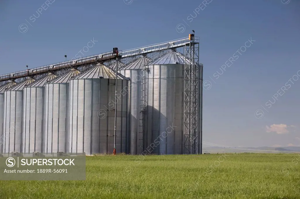 large grain storage bins on an unripe wheat field, alberta, canada