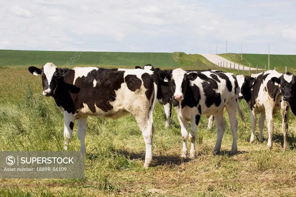 young dairy cattle in pasture, alberta, canada